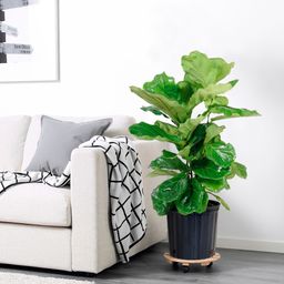Fiddle  Leaf Fig 
