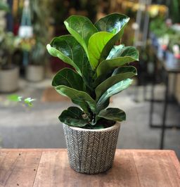 Fiddle  Leaf Fig 