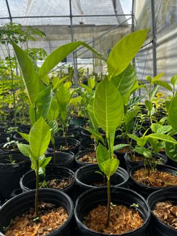 Jack fruit seedling 