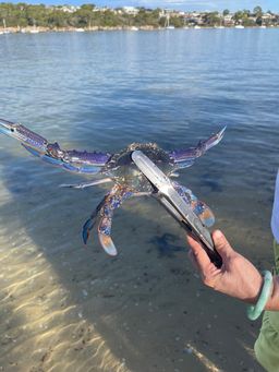 🇦🇺澳洲第一次放生的足迹