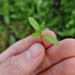 Roze afrikaantjes Babyleaf