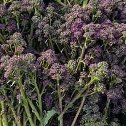 Sprouting Broccoli 