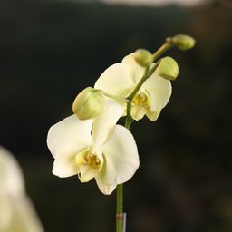 Lemon Phalaenopsis Orchids Flower Plants