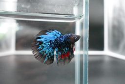 BETTA MALE HALFMOON BLACK STAR GALAXY