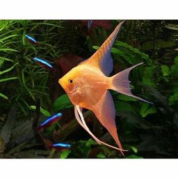 ANGEL VEILTAIL GOLDEN 