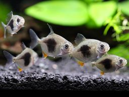 SILVER DOLLAR BLACKBERRY