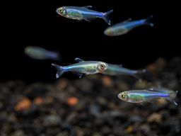 TETRA BLUE KING