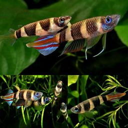 KILLIFISH CLOWN