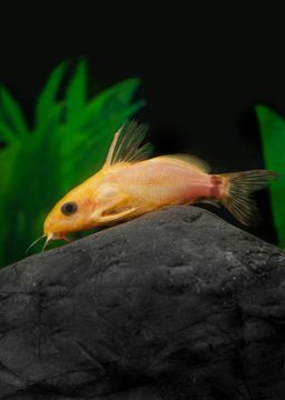 SY0DONTIS NIGRITA GOLDEN