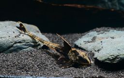CATFISH WHIPTAIL COLOMBIA