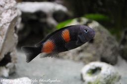 CICHLID TROPHEUS BULU POINT 