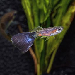 GUPPY MALE PURPLE QUEEN