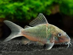 CORYDORAS EMERALD GREEN