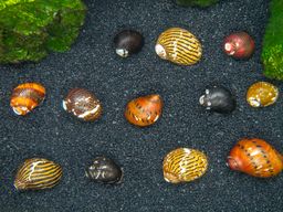 SNAIL COLOUR ASSORTED