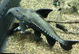 CATFISH RIPSAW