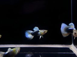 GUPPY MALE BLACK & WHITE