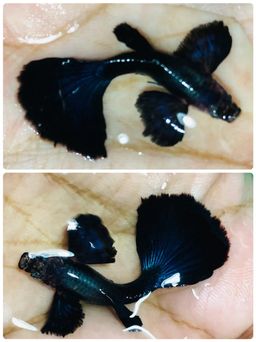 GUPPY MALE DUMBO EAR BLACK