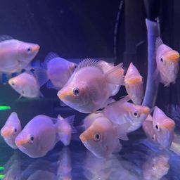 GOURAMI PINK KISSING BALLOON