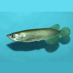AROWANA PEARL