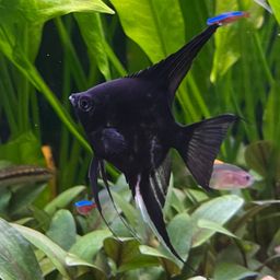ANGELFISH BLACK