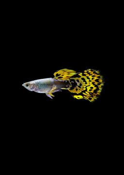 GUPPY MALE YELLOW LEOPARD