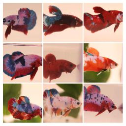BETTA MALE ASSORTED PLAKAT