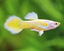 GUPPY MALE YELLOW GOLDEN