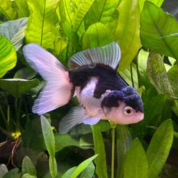 GOLDFISH - ORANDA PANDA