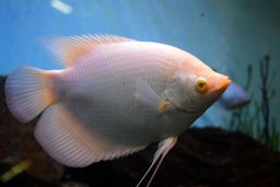 GOURAMI GIANT ALBI0
