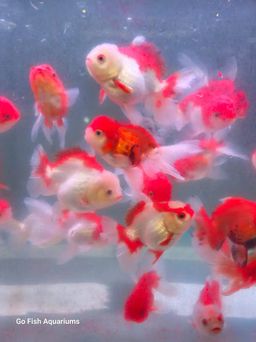 GOLDFISH - ORANDA RED & WHITE ROSE TAIL