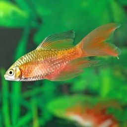 BARB ROSY LONGFIN