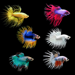 BETTA MALE ASSORTED CROWNTAIL