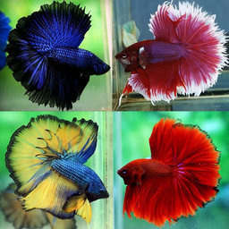BETTA MALE ASSORTED HALFMOON 