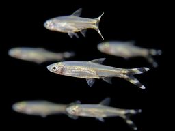 RASBORA SCISSORTAIL