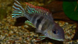 CICHLID GEOPHAGUS PROXIMUS