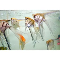 ANGELFISH ASSORTED VEILTAIL