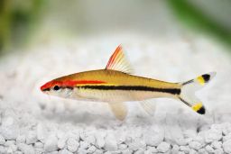 BARB TORPEDO / ROSELINE