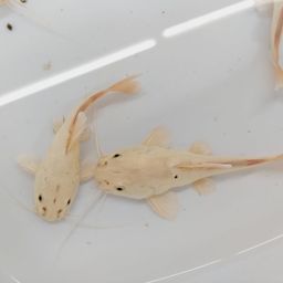 CATFISH REDTAIL PLATINUM