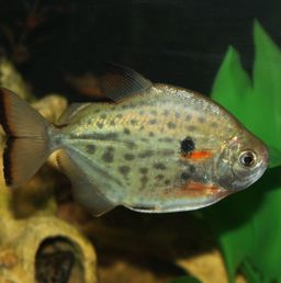 SILVER DOLLAR SPOTTED