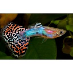 GUPPY MALE PURPLE RAINBOW