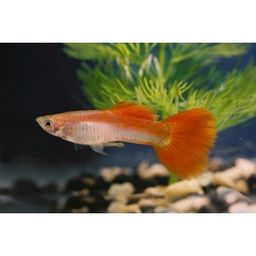 GUPPY MALE RED RAINBOW
