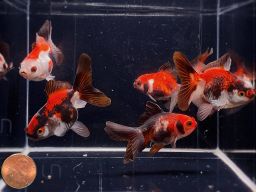 GOLDFISH - ORANDA TRICOLOR
