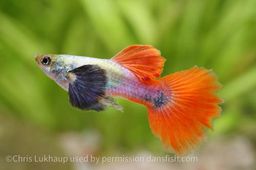 GUPPY MALE DUMBO EAR RED TAIL