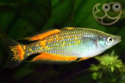 RAINBOWFISH  PARKINSONS