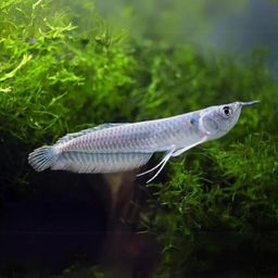 AROWANA SILVER