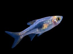 RASBORA HARLEQUIN PURPLE