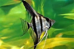 ANGELFISH ZEBRA