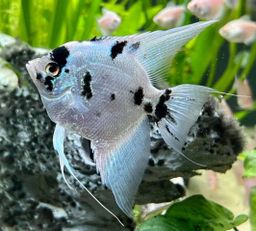 ANGELFISH PANDA