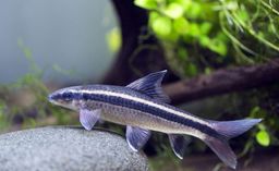 FLYING FOX BLACK LINE