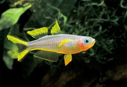 RAINBOWFISH FORKTAIL